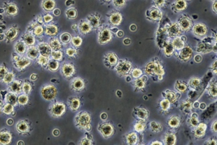 Harvest cells-3.png